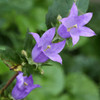 Detail of the Our Lady's Thimble Campanula Bellflower