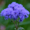 Saint John's Flower Ageratum Flower detail photo