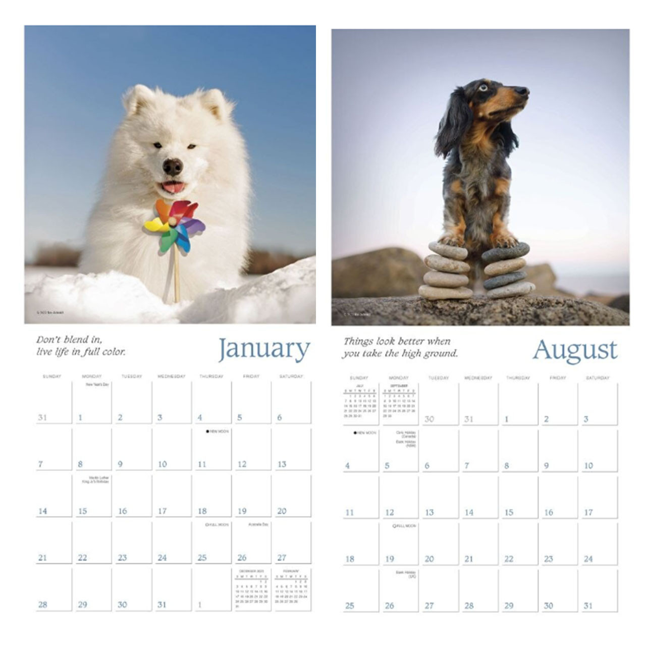 Inside pages of the 2024 Dogma Wall Calendar