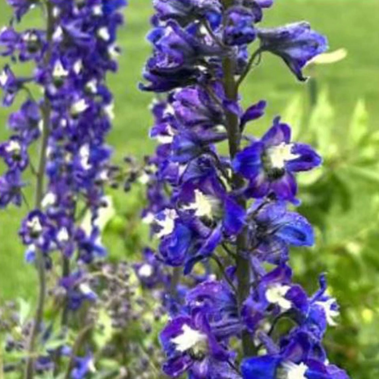 Guardian Blue Delphinium Larkspur Flower in bloom