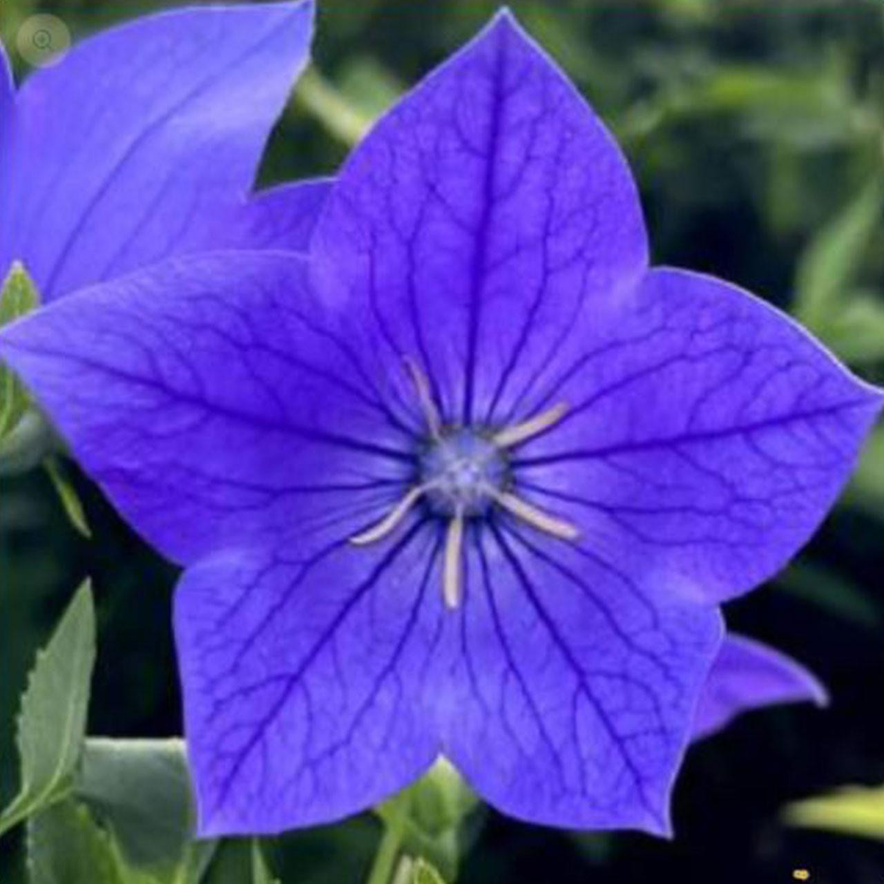 Our Lady's Thimble Balloon Flower detail photo