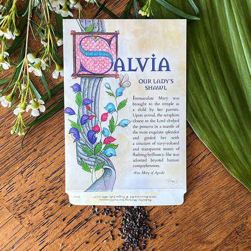 Our Lady's Shawl Blue Bedder Salvia Seeds