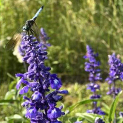 Our Lady's Shawl Blue Salvia Flower Detail Photo