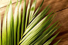 Significance of Palm Sunday