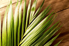 What is the Significance of Palm Sunday