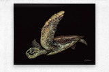 Black Cove Turtle Print