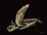 Black Cove Turtle Print