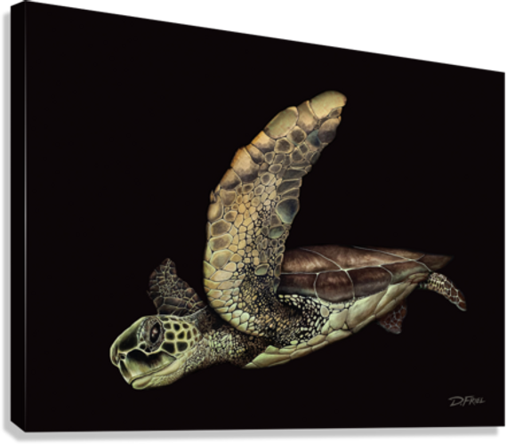 Black Cove Turtle Gallery Wrapped Canvas Print Shown With Black Sides.