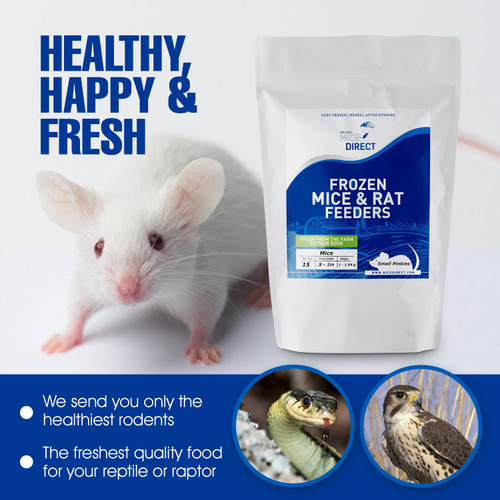 100 Frozen Weanling Mice
Are you tired of Running to Pet Store for reptile Food and 
what you need is out of stock or what you buy is sized wrong? 
Do they look bad, freezer burned or not fresh?
MiceDirect is convenience & high quality. We have been trusted across America and several countries abroad for decades. We have Exactly What You Need Delivered to you; Farm Fresh to your front Door!!!
•	CUSTOMER SATISFACTION ZERO HASSLE 100% GUARANTEE!!!
•	FROZEN ARRIVAL Guarantee!!
•	SAME DAY PROCESSING & SHIPPING MONDAY-FRIDAY before 1 EST.  (Except the West Coast or businesses: These are same day processing and shipped Monday-Wednesday)
•	All “Home” orders ship 5 Monday-Friday and deliver 7 Days a Week By FedEx & UPS! .  (Except the West Coast or businesses: These are same day processing and shipped Monday-Wednesday)
•	FREE SHIPPING with orders over $69! Under $69 is a $29 S&H, (This is only needed for frozen product. The minimum is excluded on all live product, terrariums and terrarium accessories; no minimum is required)
Rodents are fed Mazuri which is top zoo grade lab feed for the mice, which in turn results in very healthy food for your pet.
We do not take any shortcuts with the mice to improve our profit margins, so you can rest easy that your pet is consuming the best and healthiest rodents.
•	The healthiest and safest frozen feeders for your pet!
As an example: Frozen feeder weanling mice are good for newly hatched  corn snake, boas, ball python, king snake, carnivorous lizards, monitors, red tail boas, milk snakes, rat snakes, birds of prey, bearded dragons,  amphibians and other predators.