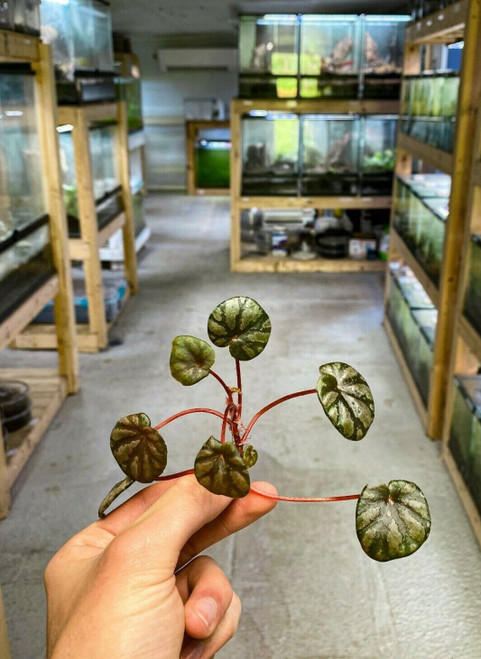 Begonia peridot Plant (FRESH STEM CUTTING) Dart Frog Vivarium / Terrarium Plant