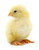 Customer Satisfaction No Hassle 100% Guaranteed !!!
Fresh From the Farm to your Door!
FREE SHIPPING with orders over $59! Under $59 is a $29 S&H.
25 Chicks per bag
Chicks are one day old.
Each chick weighs 28 - 57 Grams.
Each chick is about 1.5 - 2 Inches in Length. 