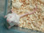 Weanling Mice

Frozen feeder weanling mice are good for newly hatched  corn snake, boas, ball python, king snake, carnivorous lizards, monitors, red tail boas, milk snakes, rat snakes, birds of prey, bearded dragons,  amphibians and other predators.