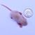 Fuzzie Rats

Frozen feeder fuzzie fuzzy rats are good for corn snake, boas, ball python, king snake, carnivorous lizards, monitors, red tail boas, milk snakes, rat snakes, birds of prey, bearded dragons,  amphibians and other predators.