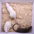 Rat Mediums

As examples, these are good for Adult Ball Pythons, Adult Red Tail Boas, Monitors, Lizards & Birds of Prey.

