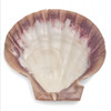 Lion Paw Scallop Sea Shell Large 13cm