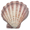 Lion Paw Scallop Sea Shell Large 13cm