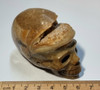 Ammonite Skull Fossil Carved Crystal Polished 5cm