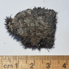Lodestone Magnetite Natural Small 18 grams LSN18