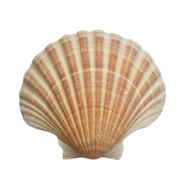 Scallop Sea Shell Small 8cm