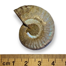 Ammonite Fossil Iridescent Natural Opalised 16 gram 3cm