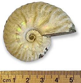 Ammonite Fossil Iridescent Natural Opalised 37 gram 4cm