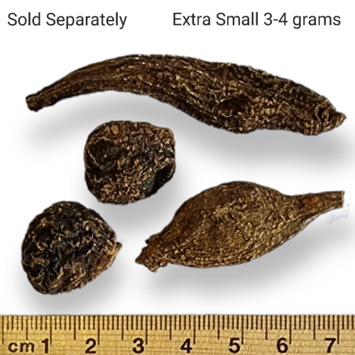 High John The Conqueror Whole Jalap Root Ipomoea jalapa