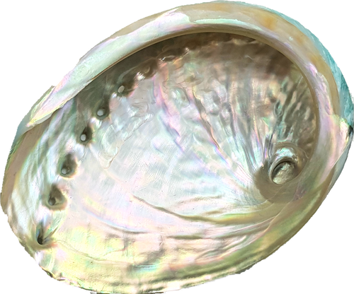 Scallop Sea Shell Small 8cm