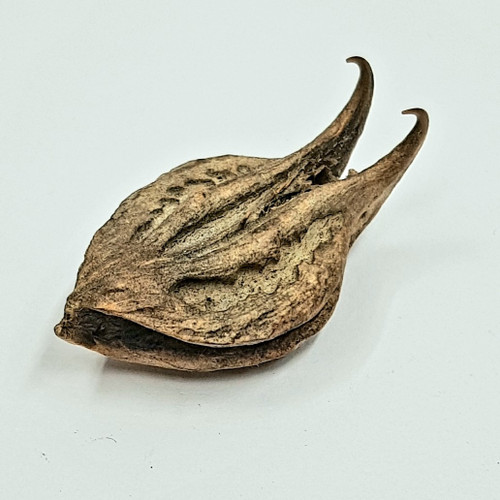 Bat's Head Root (1 seed pod)