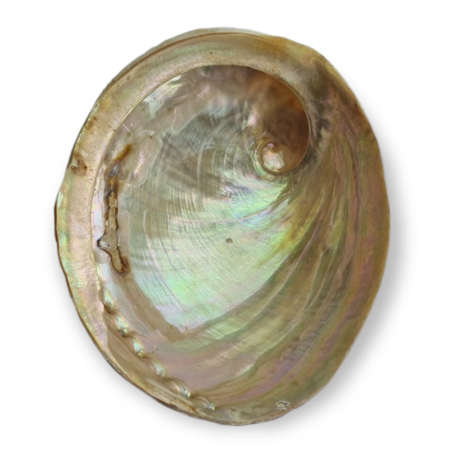 Albourne Shell Abalone Shell Large 16-17cm Raw Polished Outer Shell Australian