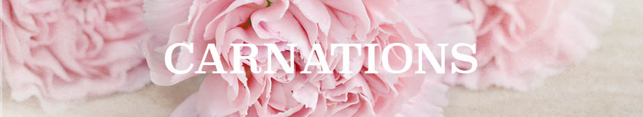 carnations2.jpg