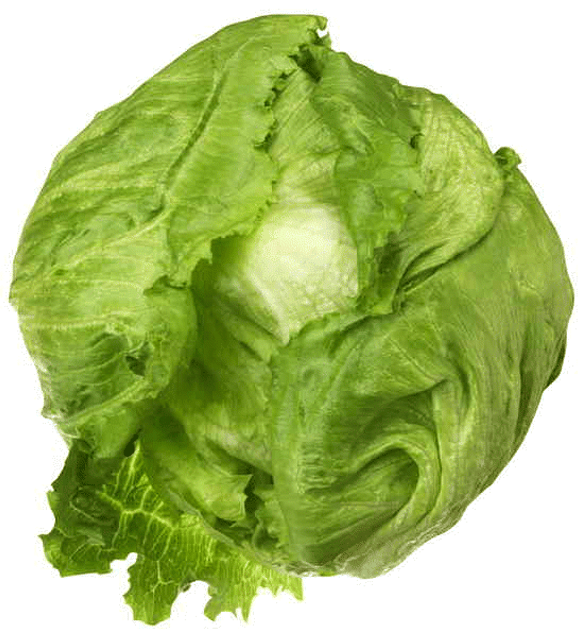 washing iceberg lettuce