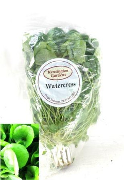 Watercress - Living Herbs