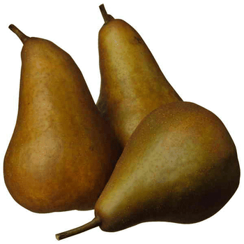 Pears - Bosc (NZ) - per kg