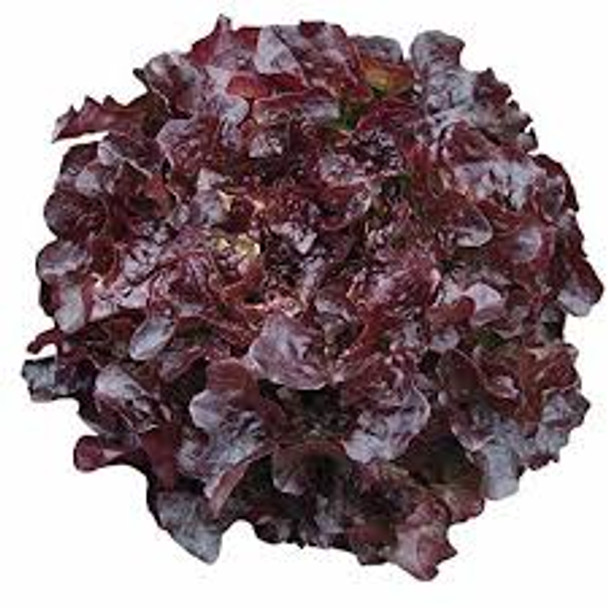Lettuce - Hydroponic Each (Red)