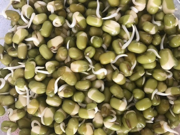 Sprouted Mung Beans - 200gm Punnet