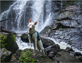 Dog Friendly Hikes in Oregon