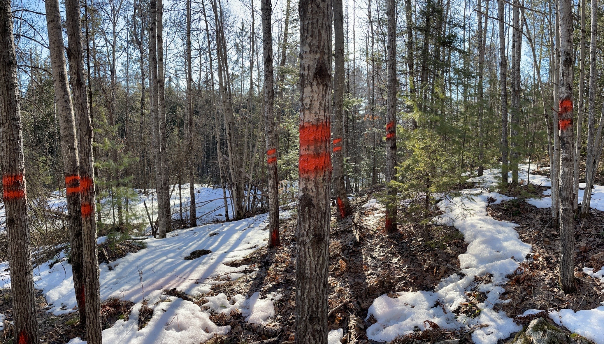 Red paint on trees