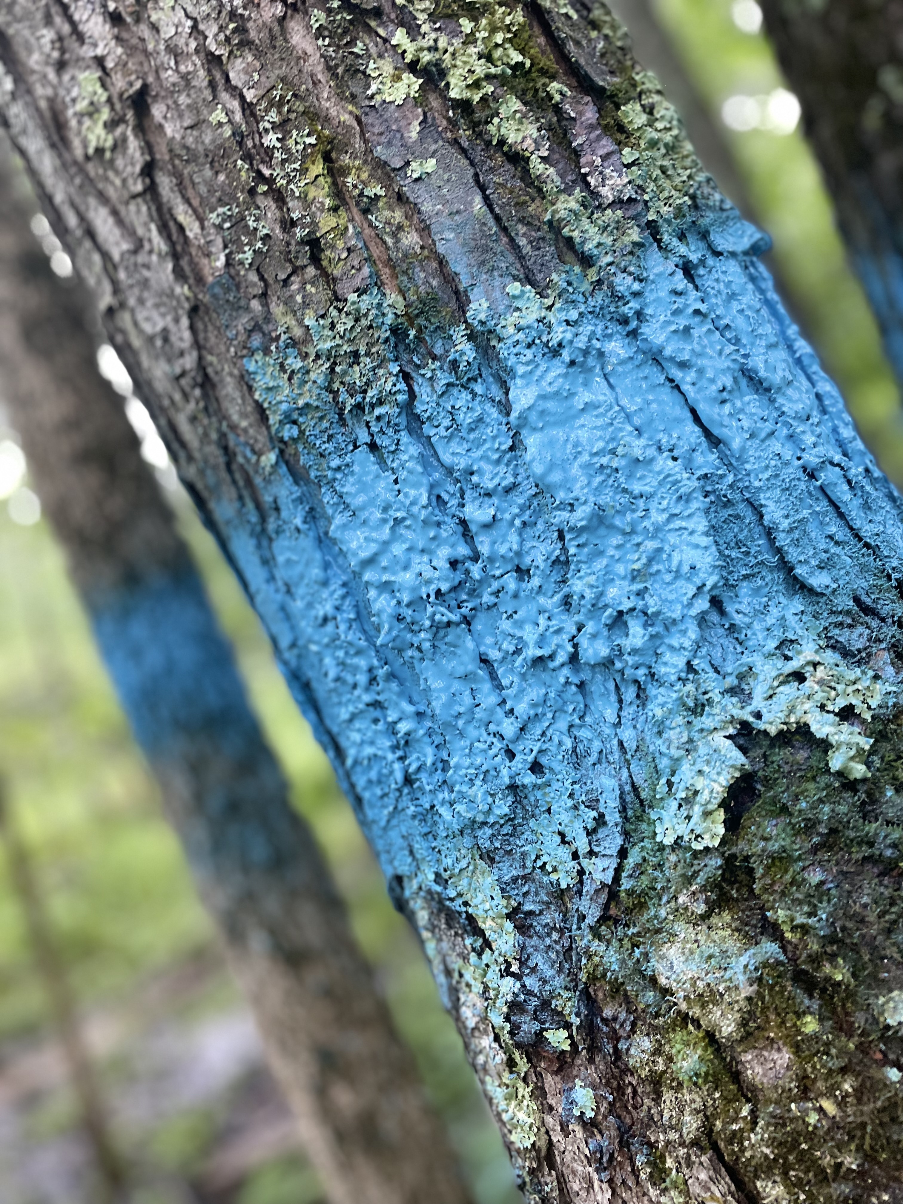 Red paint on trees
