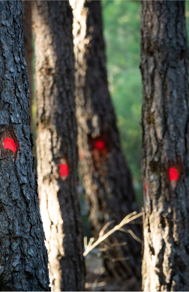 Red paint on trees