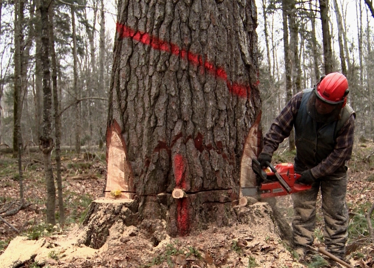 NEW LATEX BASED HYDRO SPOT® TREE MARKING PAINT (GALLON)