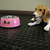 Dog resting on Black Coin Grip Flooring