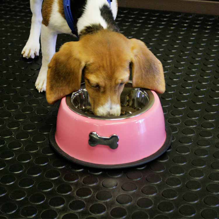 Coin grip roll flooring under dog eating from a pink bowl