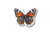 Buckeye Butterfly Die Cut Sticker Buckeye Butterfly Die Cut Sticker