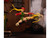 Cammy 6 Moveable Figure with Accessories and Alternate Head and Hands Ultra Street Fighter II The Final Challengers 2017 Video Game Model Jada 34690