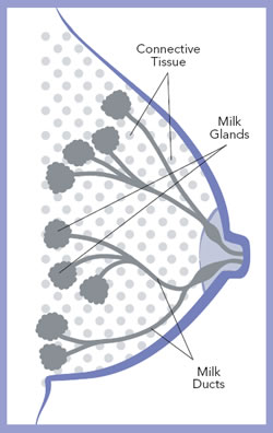 Breast Diagram