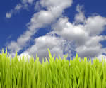 Grass and Blue Sky