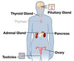 Endocrine System