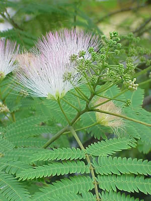 Albizia Julibrissin - Persian Silk Tree Bark Extract