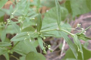 Heydyotidis Diffusa Dietary Chinese Herb