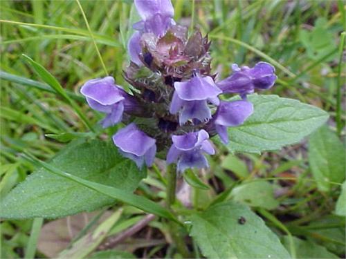 Prunella Vulgaris Xia Ku Cao Herb